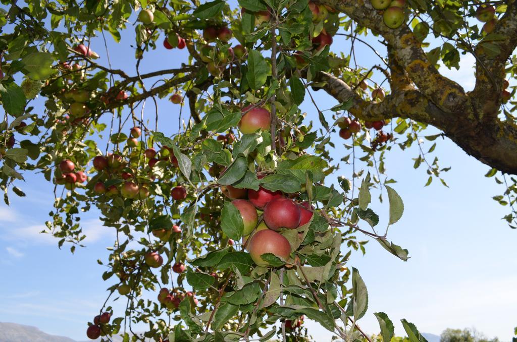 Agriturismo Villa Palentina Scurcola Marsicana Dış mekan fotoğraf